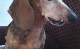 Myra P.'s photo of camping with pets at Carter Cove near Ozark-St. Francis National Forests