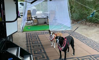 Shelly F.'s photo of camping with pets at Edisto Beach State Park Campground near Folly Beach, SC