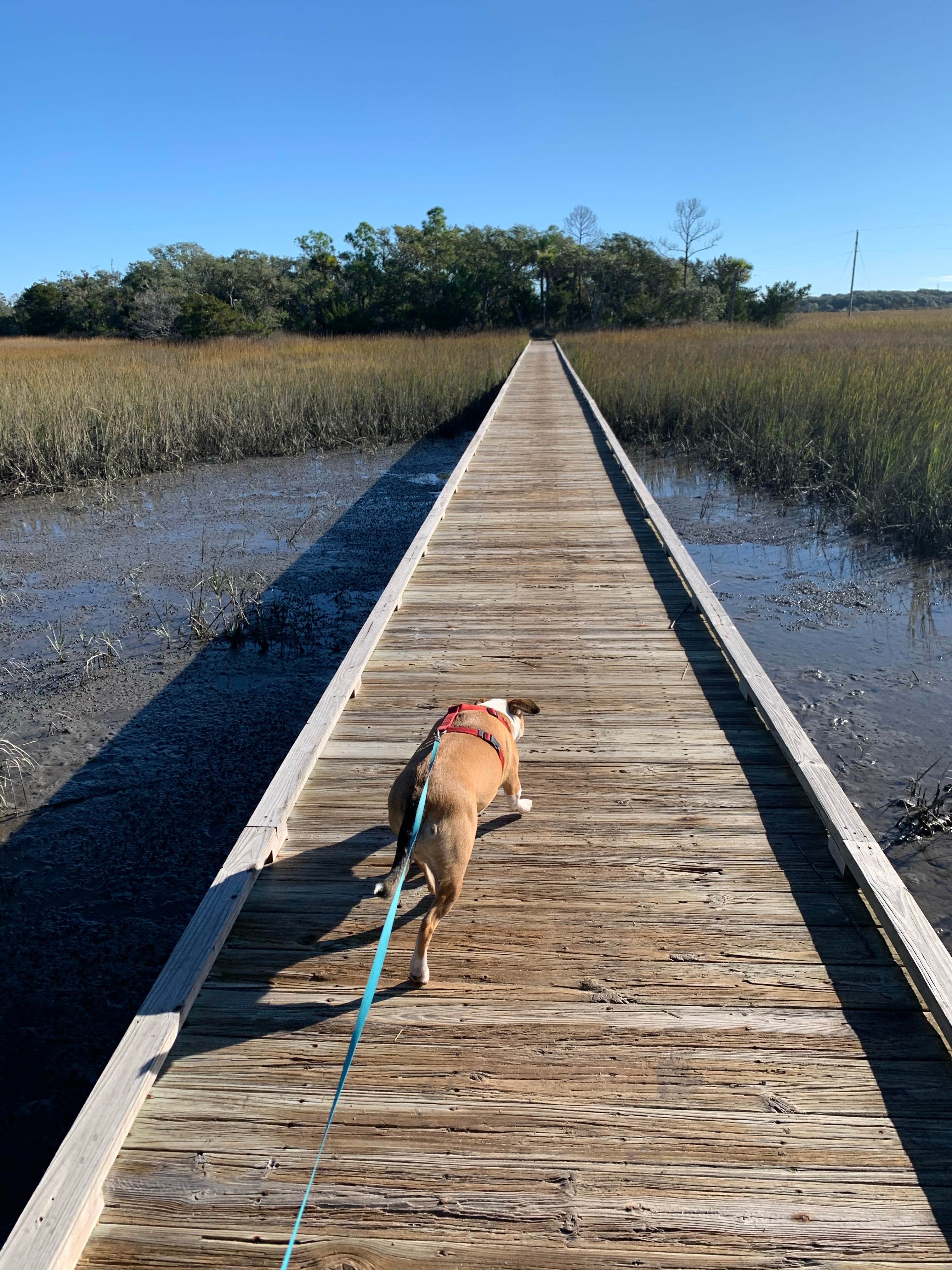Shelly F.'s photo of camping with pets at Edisto Beach State Park Campground near Hilton Head Island, SC