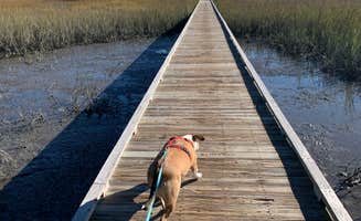 Shelly F.'s photo of camping with pets at Edisto Beach State Park Campground near Folly Beach, SC