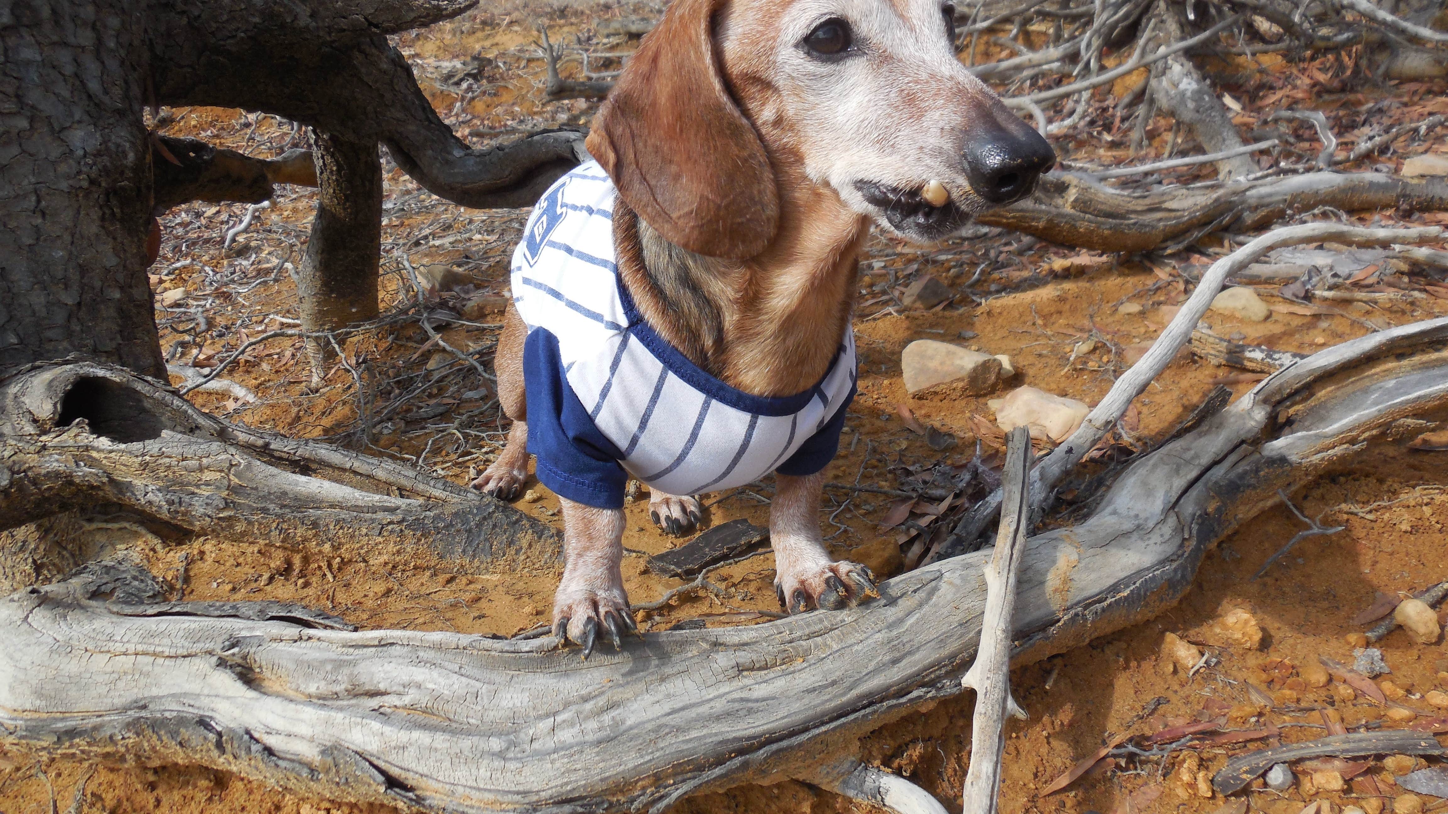 Myra P.'s photo of camping with pets at Carter Cove near Nimrod Lake