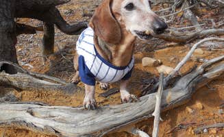 Myra P.'s photo of camping with pets at Carter Cove near Ozark-St. Francis National Forests