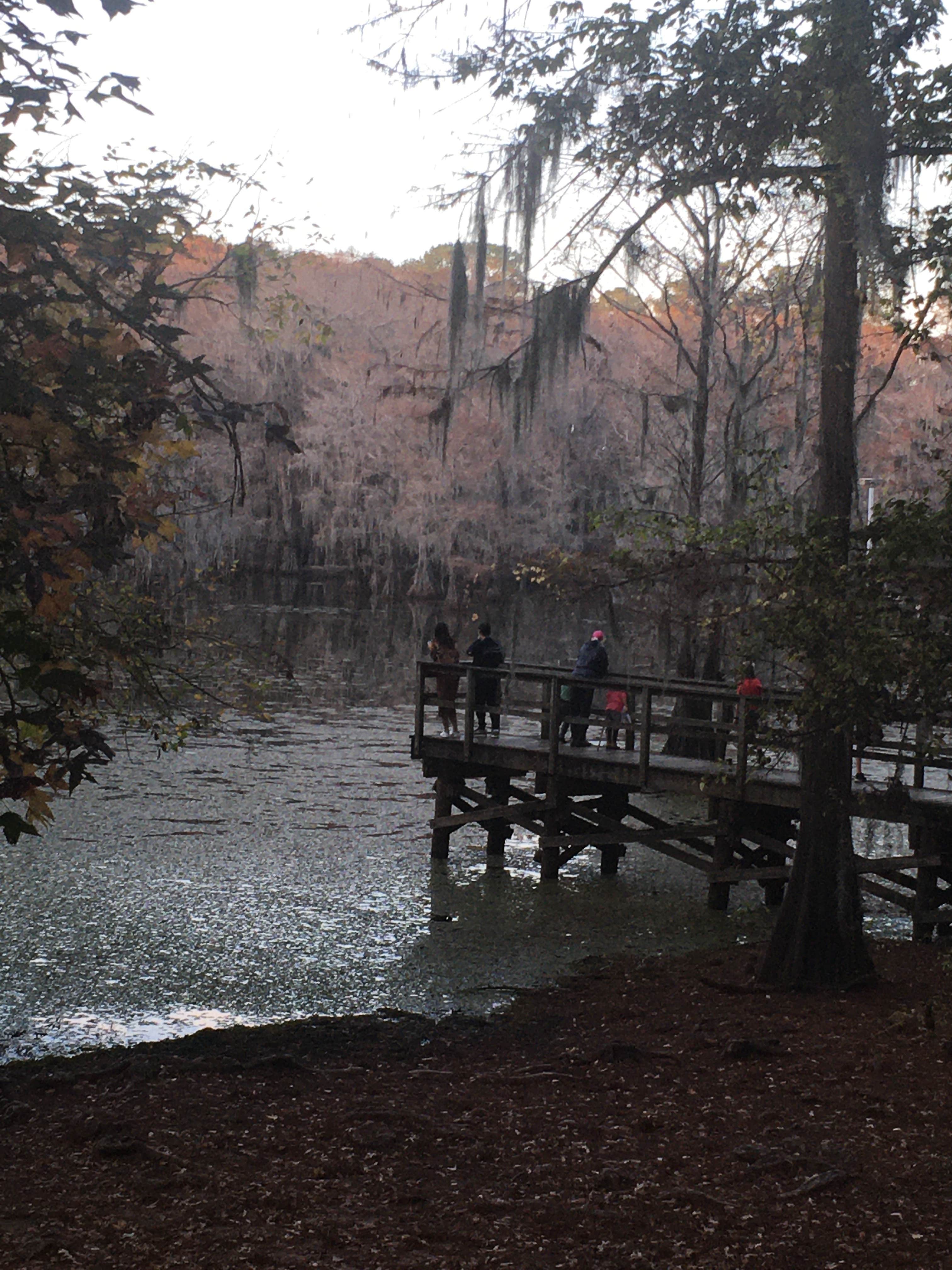 Camper submitted image from Caddo Lake State Park Campground - 5