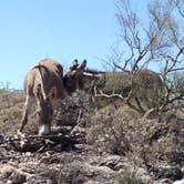 Review photo of Lake Pleasant Regional Park Campground by Will , November 21, 2020