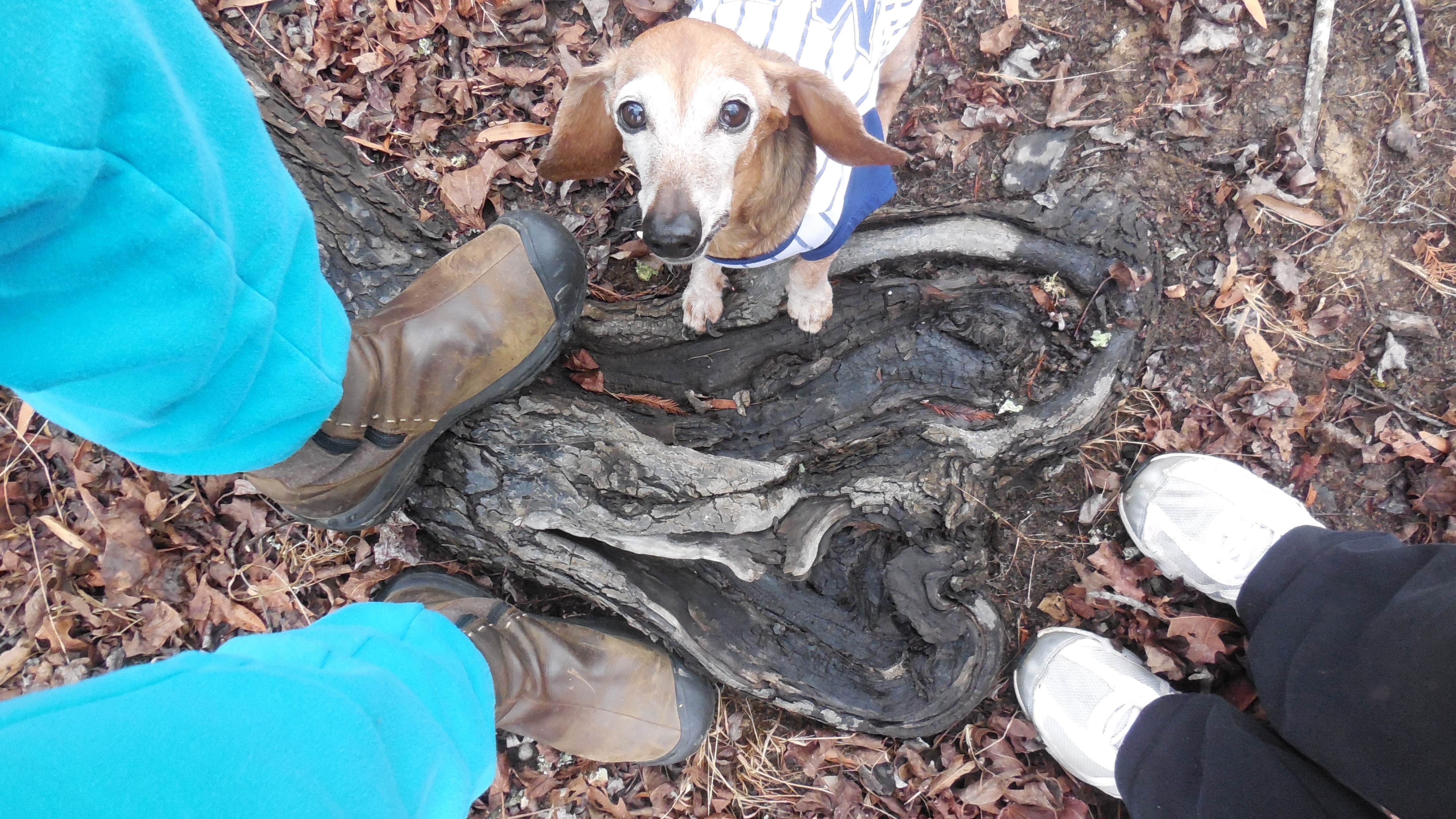 Myra P.'s photo of camping with pets at Carter Cove near Nimrod Lake