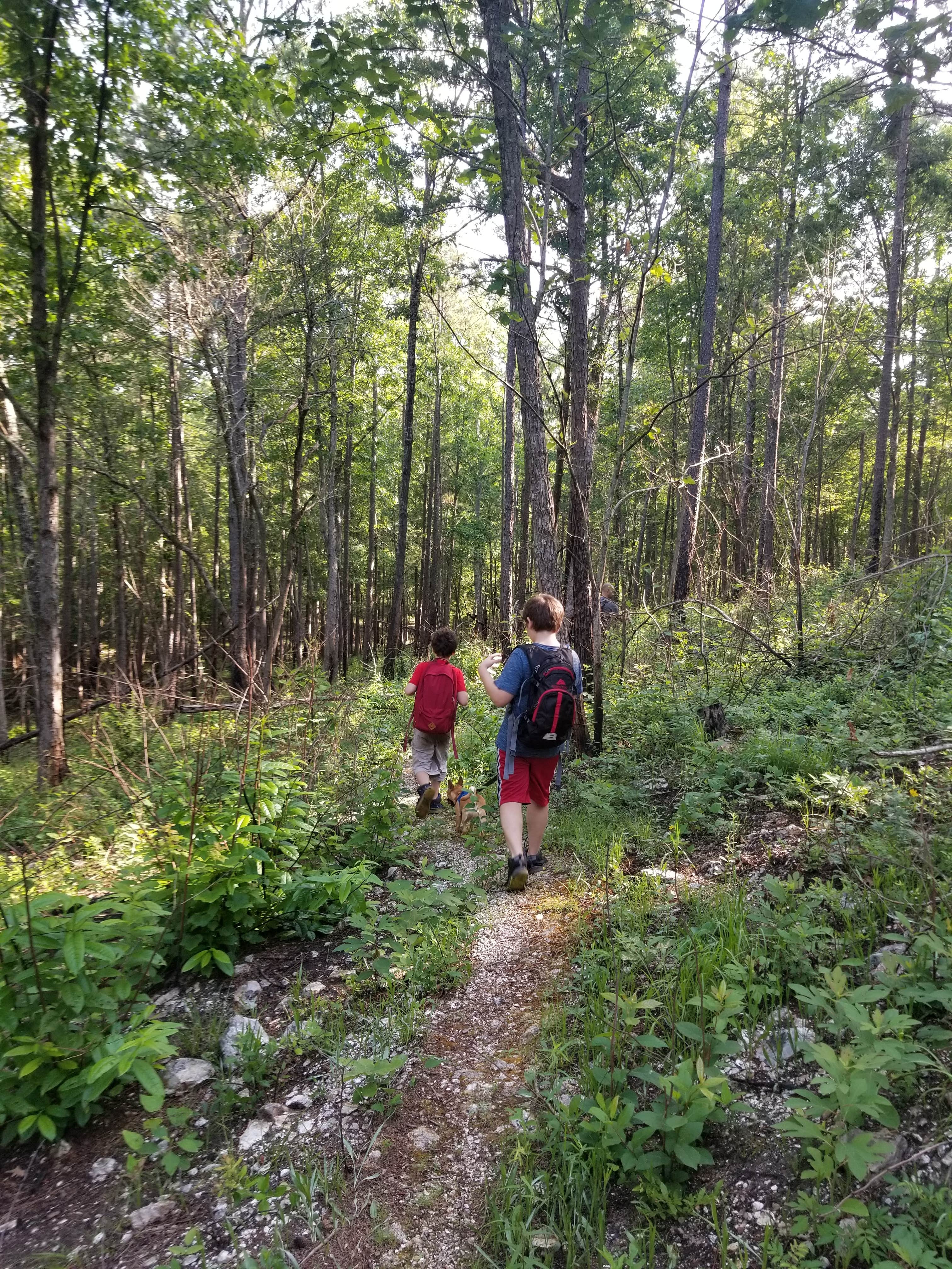 Camper submitted image from Pocket Campground — Chattahoochee Oconee National Forest - 2
