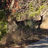 Review photo of Abilene State Park Campground by Michael C., November 18, 2020