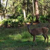 Review photo of Manatee Springs State Park Campground by Brandie B., November 22, 2020