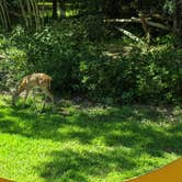 Review photo of Disney’s Fort Wilderness Resort & Campground by Brandie B., November 22, 2020