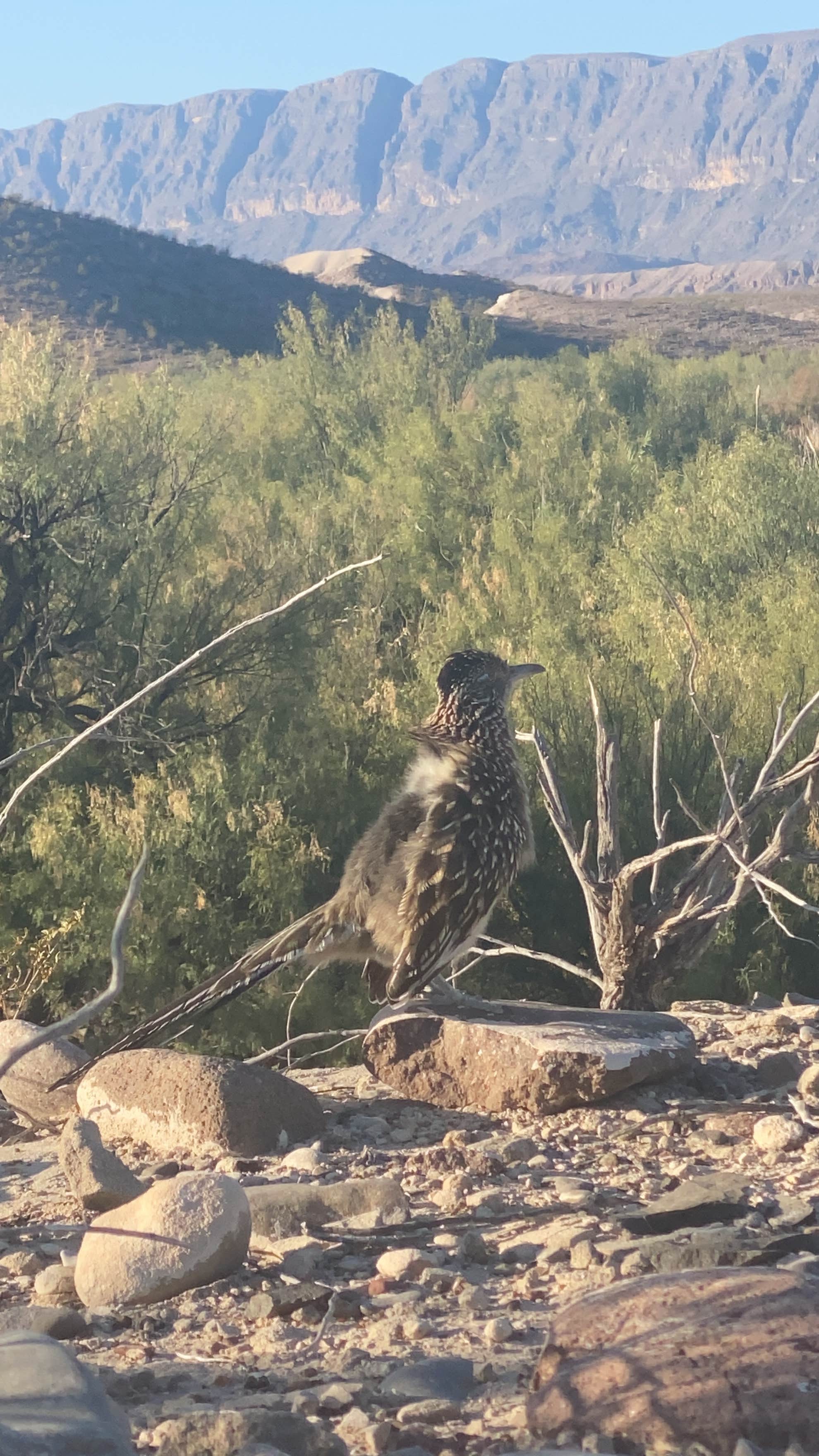 Camper-submitted photo at Black Dike — Big Bend National Park near Big Bend National Park