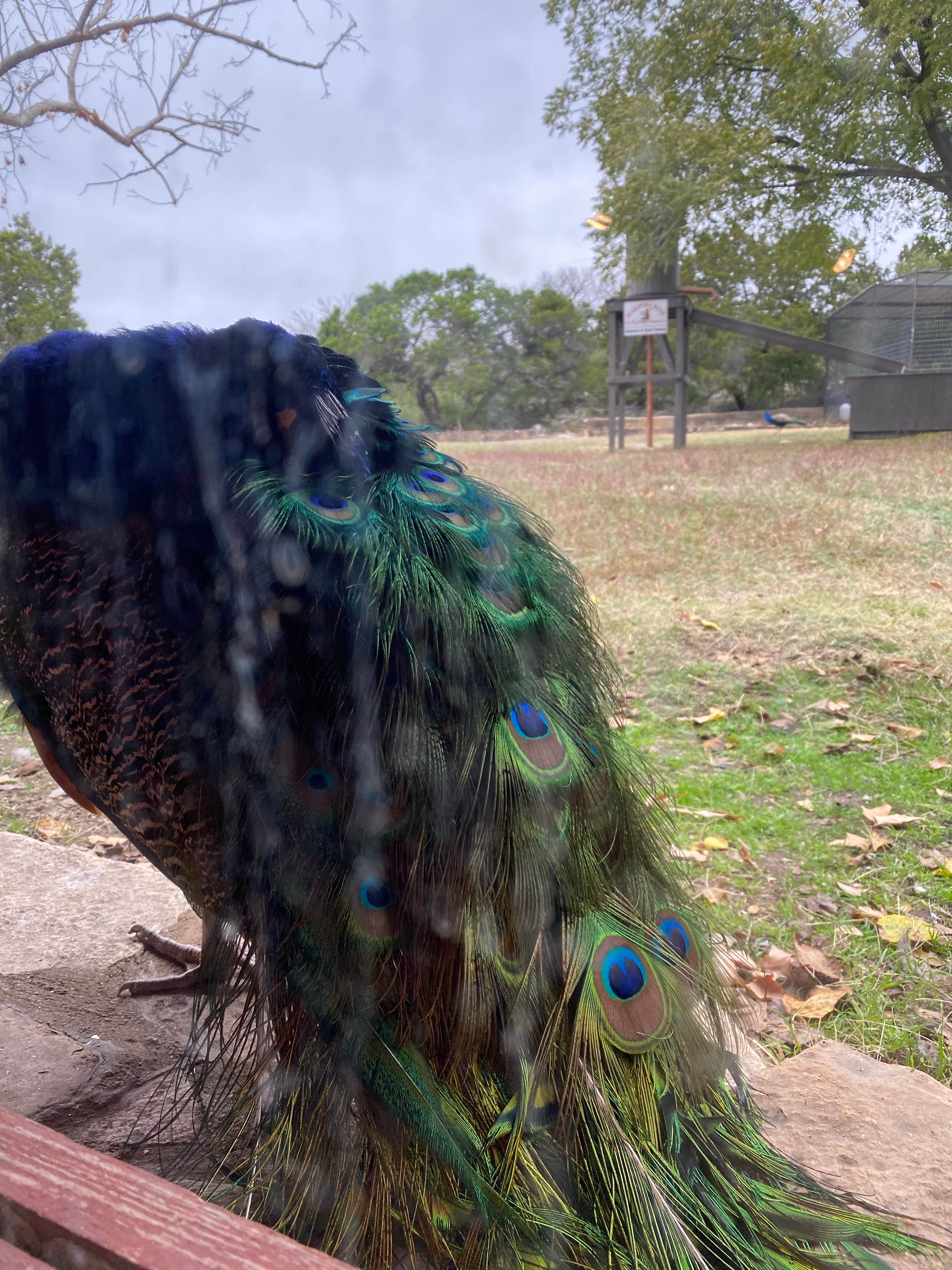 Katie M.'s photo of camping with pets at Caverns of Sonora near Eldorado, TX