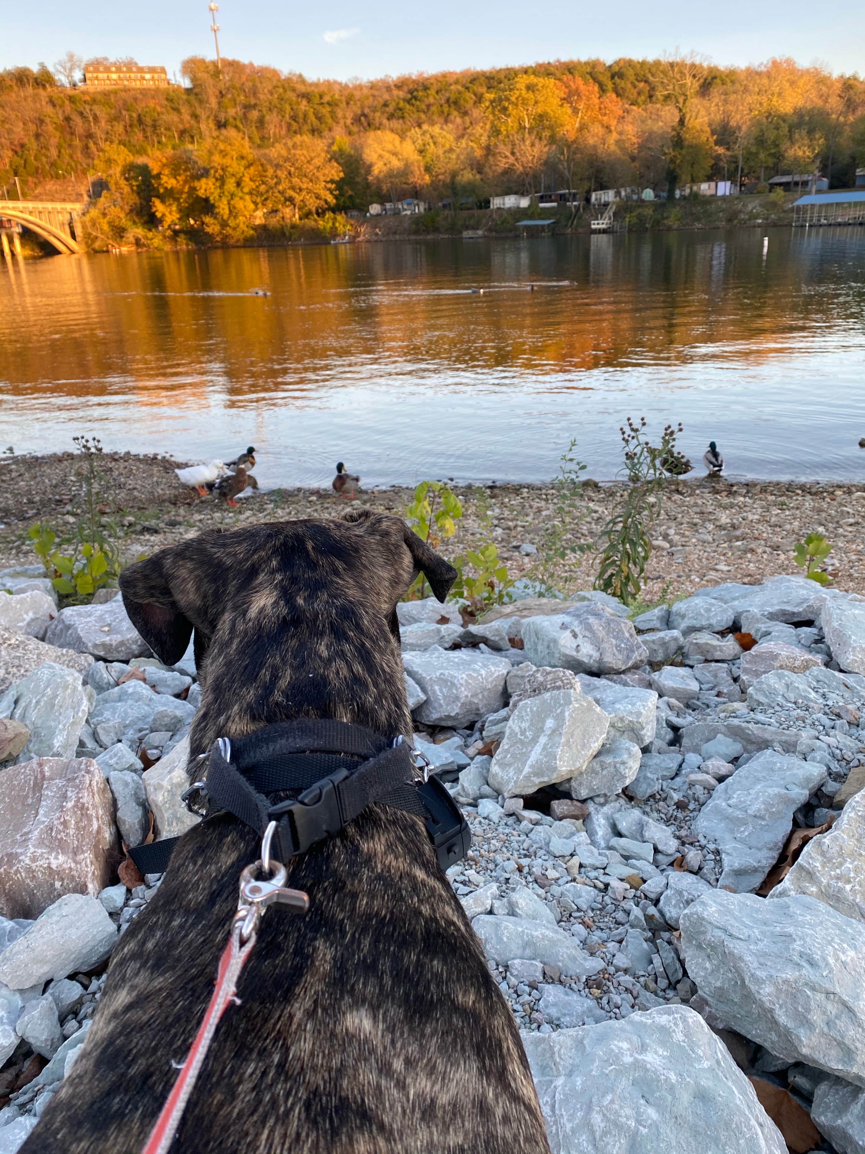 Sarah S.'s photo of camping with pets at Branson Lakeside RV Park near Lampe, MO