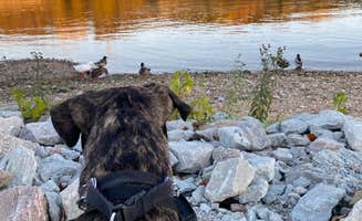 Sarah S.'s photo of camping with pets at Branson Lakeside RV Park near Reeds Spring, MO