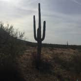 Review photo of Picacho Peak State Park Campground by Geoffrey Y., November 23, 2020