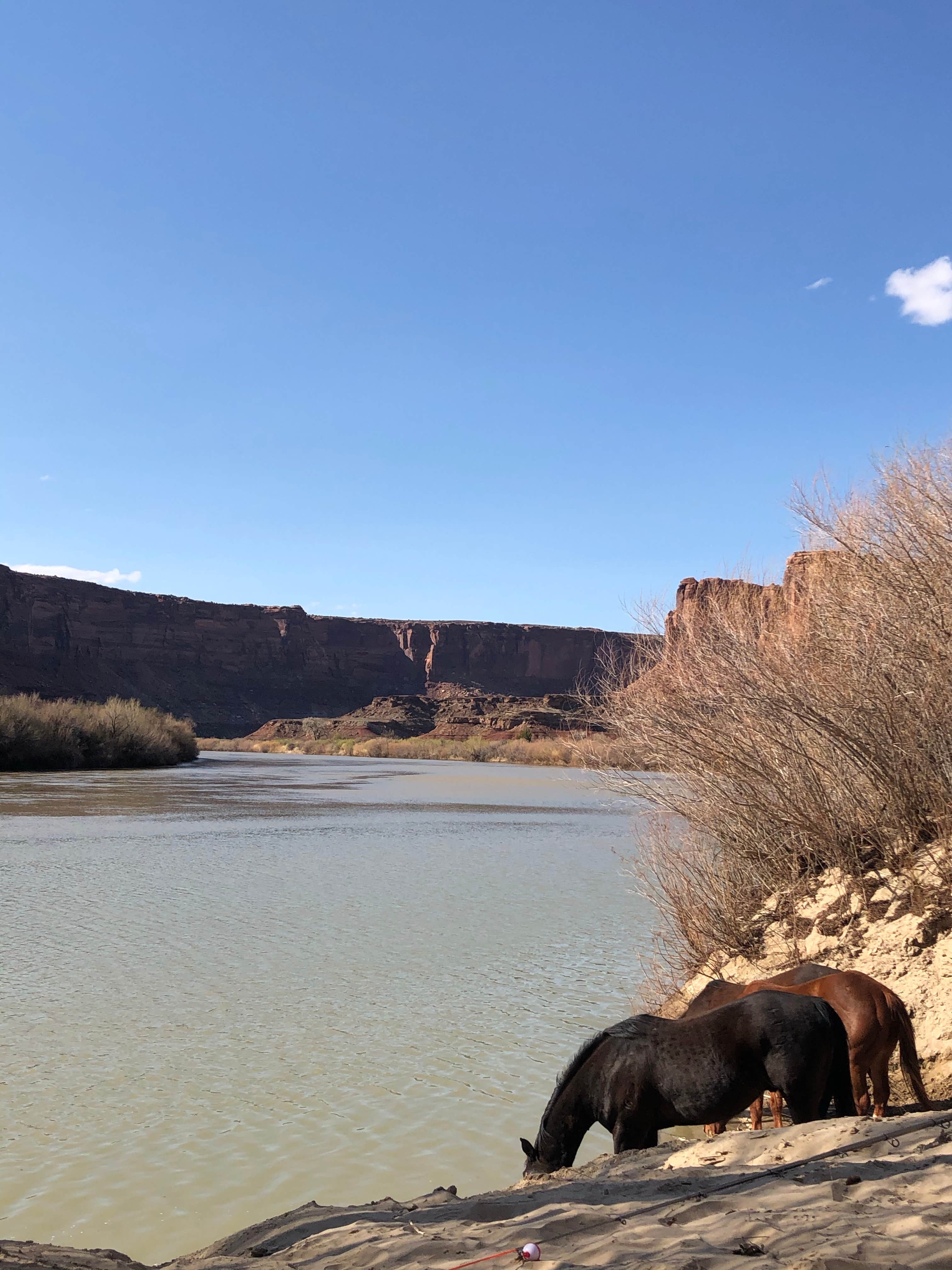 Camper submitted image from Potato Bottom Campground - 5