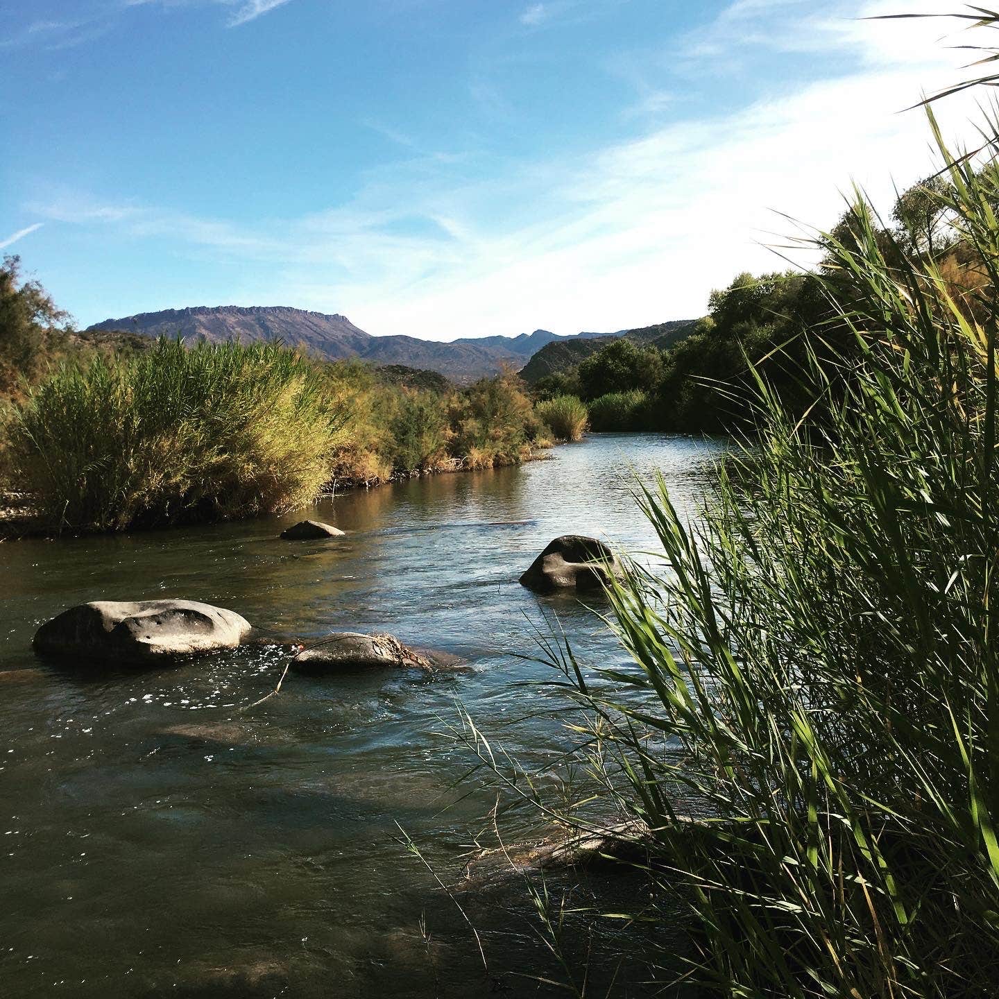 Camper-submitted photo at Eucalyptus near Globe, AZ