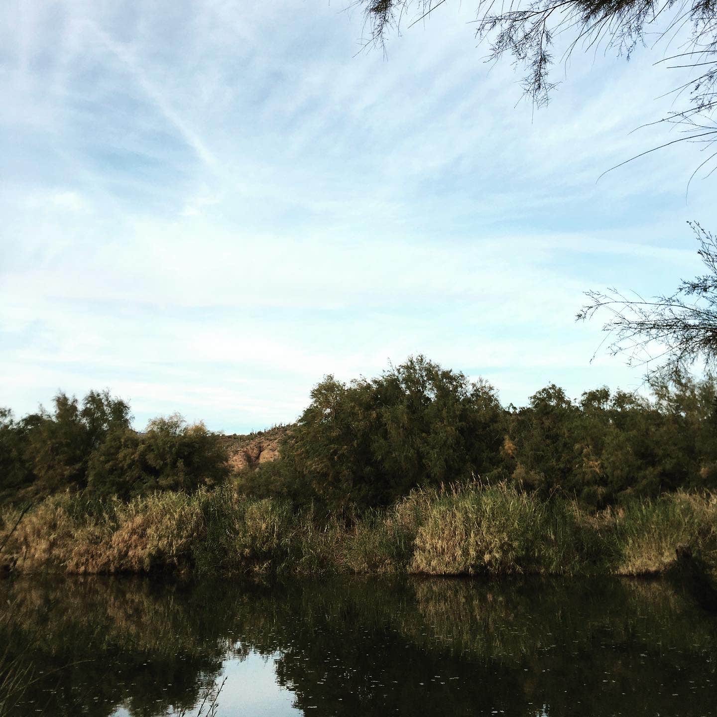 Camping near Quail Springs Dispersed Camp: Eucalyptus, Roosevelt, Arizona