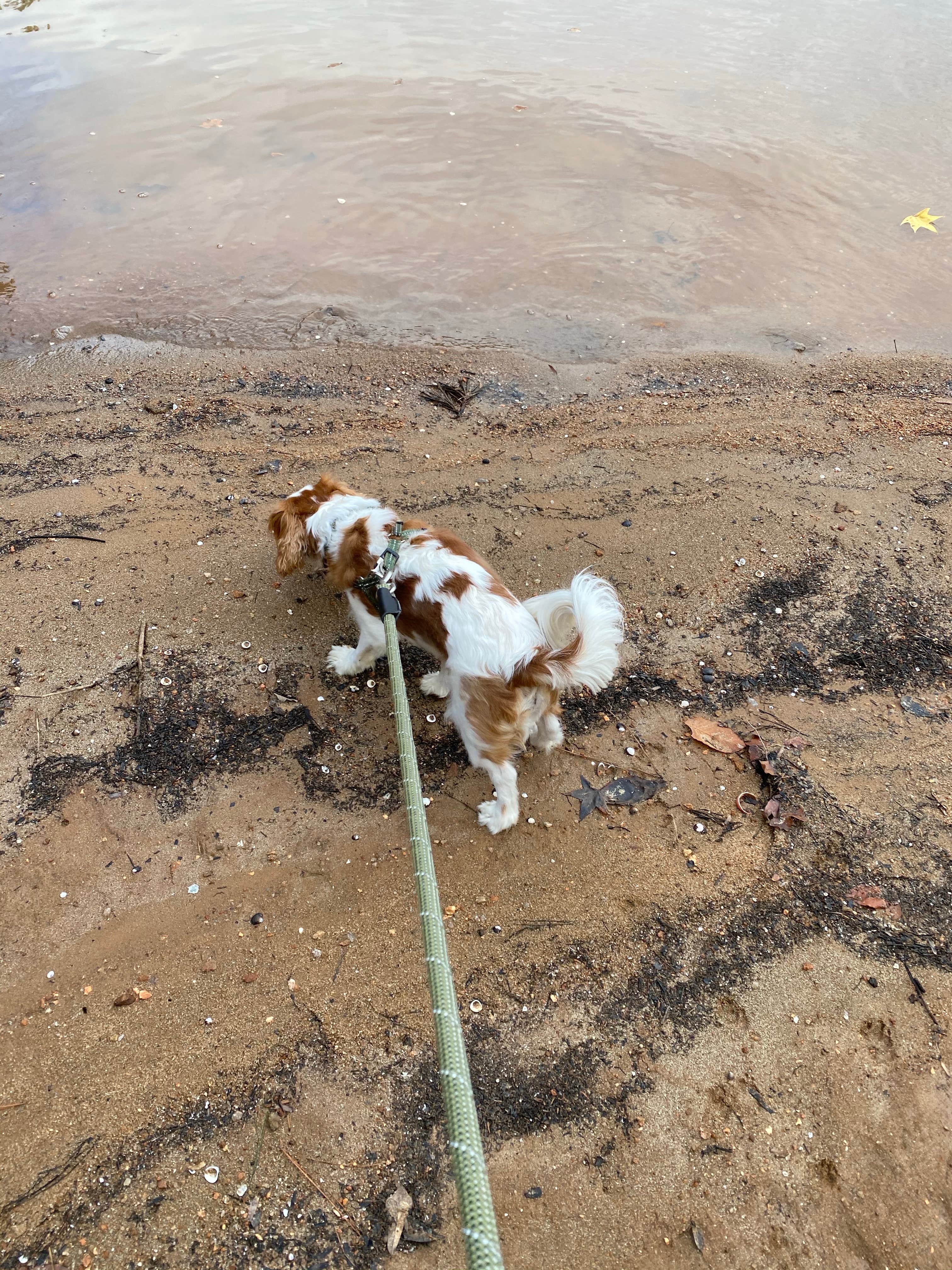 Des L.'s photo of camping with pets at Whitetail Ridge Campground near Opelika, AL