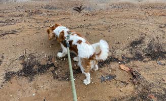 Des L.'s photo of camping with pets at Whitetail Ridge Campground near Carrollton, GA