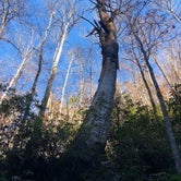 Review photo of Pisgah National Forest Curtis Creek Campground by Lindsay W., November 24, 2020