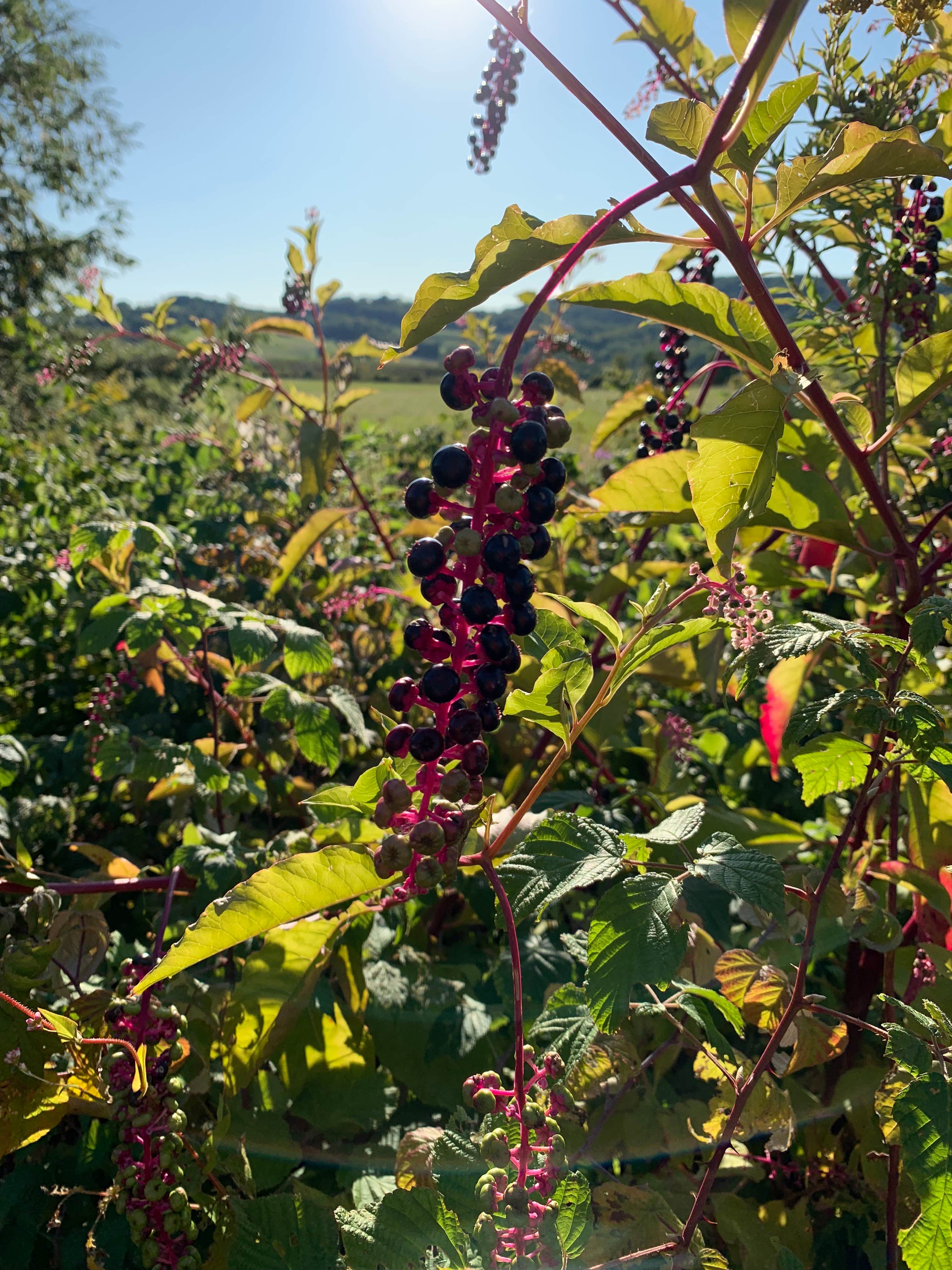 Camper-submitted photo at Slateville Secluded Campsites near Poultney, VT