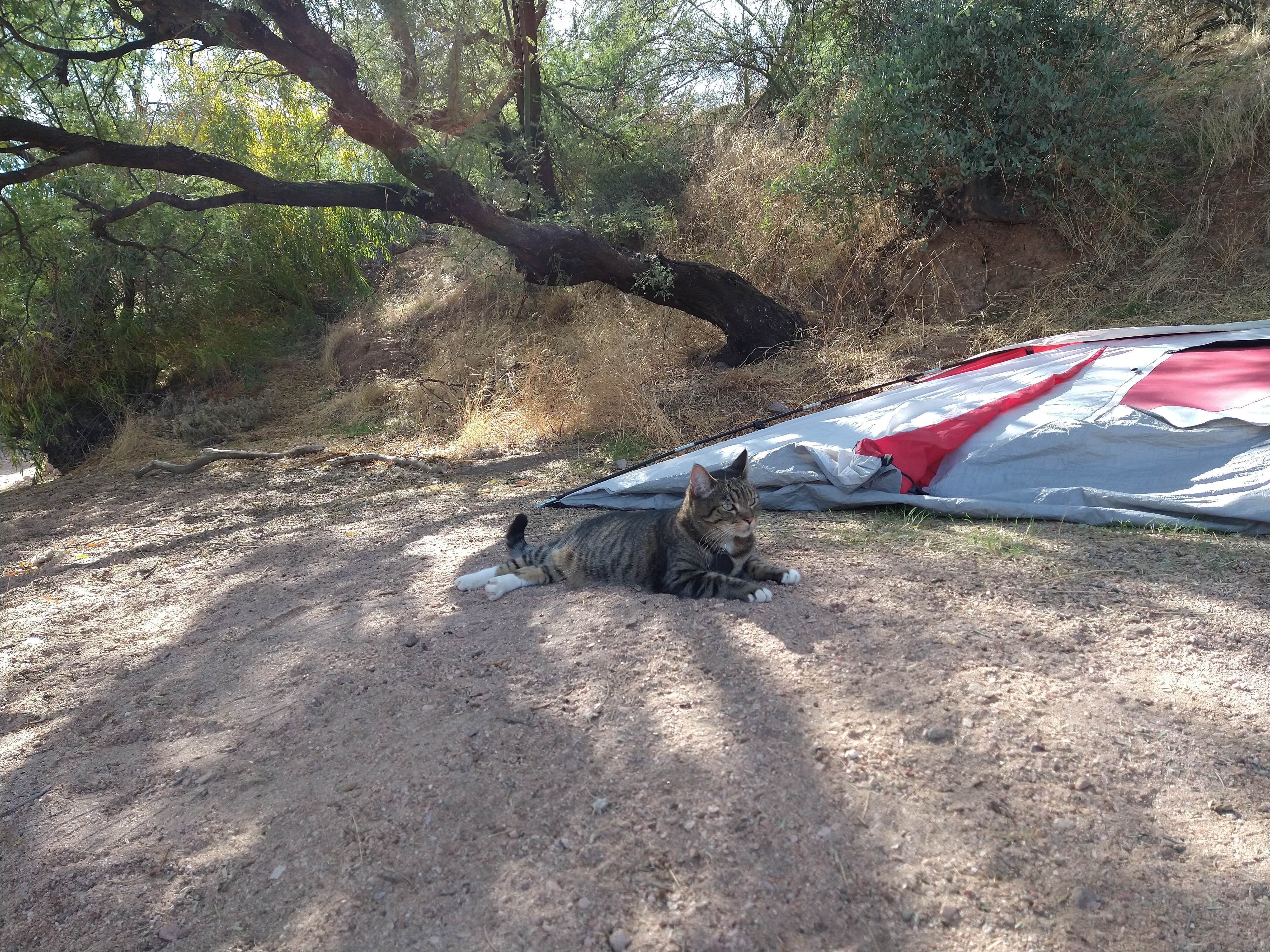 Chelsea R.'s photo of camping with pets at Apache Lake Marina & Resort near Tonto National Forest