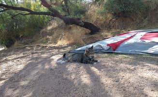 Chelsea R.'s photo of camping with pets at Apache Lake Marina & Resort near Tonto National Forest