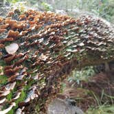 Review photo of Skidaway Island State Park Campground by L O., November 14, 2020