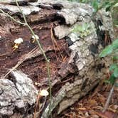Review photo of Skidaway Island State Park Campground by L O., November 14, 2020