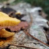 Review photo of Skidaway Island State Park Campground by L O., November 14, 2020