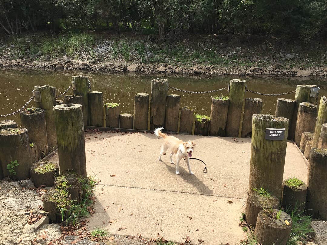 Lisa R.'s photo of camping with pets at Old Orchard Campground — Beech Fork State Park near Louisa, KY