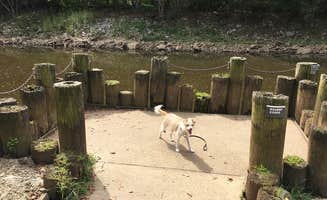 Lisa R.'s photo of camping with pets at Old Orchard Campground — Beech Fork State Park near Huntington, WV