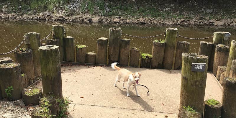 Camper submitted image from Old Orchard Campground — Beech Fork State Park