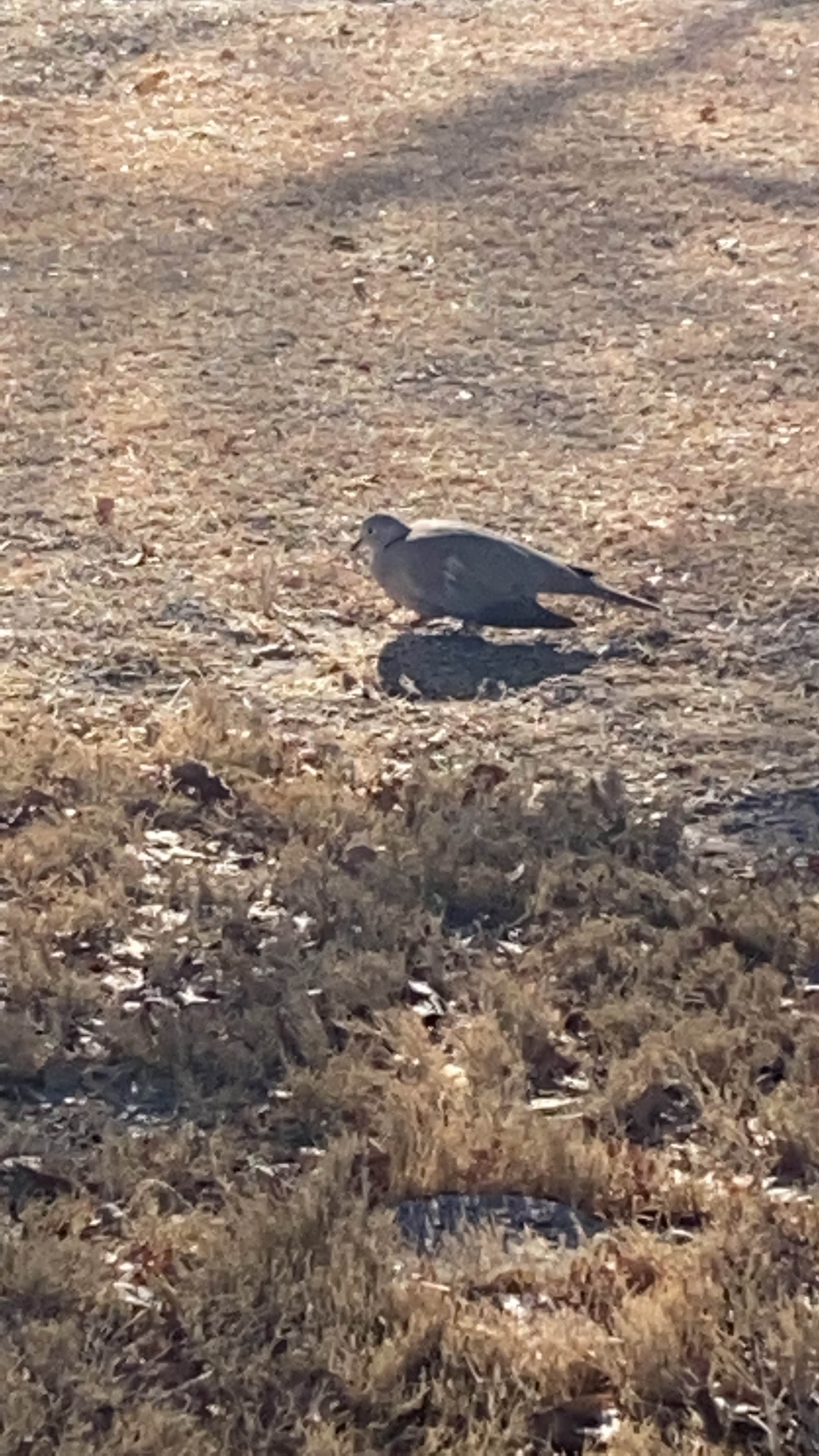 Camper-submitted photo at El Cosmico near Balmorhea, TX