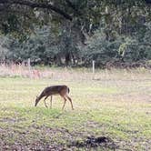 Review photo of Kilpatrick Hammock Campground — Kissimmee Prairie Preserve State Park by Monte W., November 25, 2020