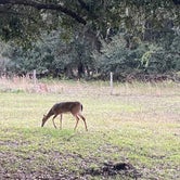 Review photo of Kissimmee Prairie Preserve State Park Campground by Monte W., November 25, 2020
