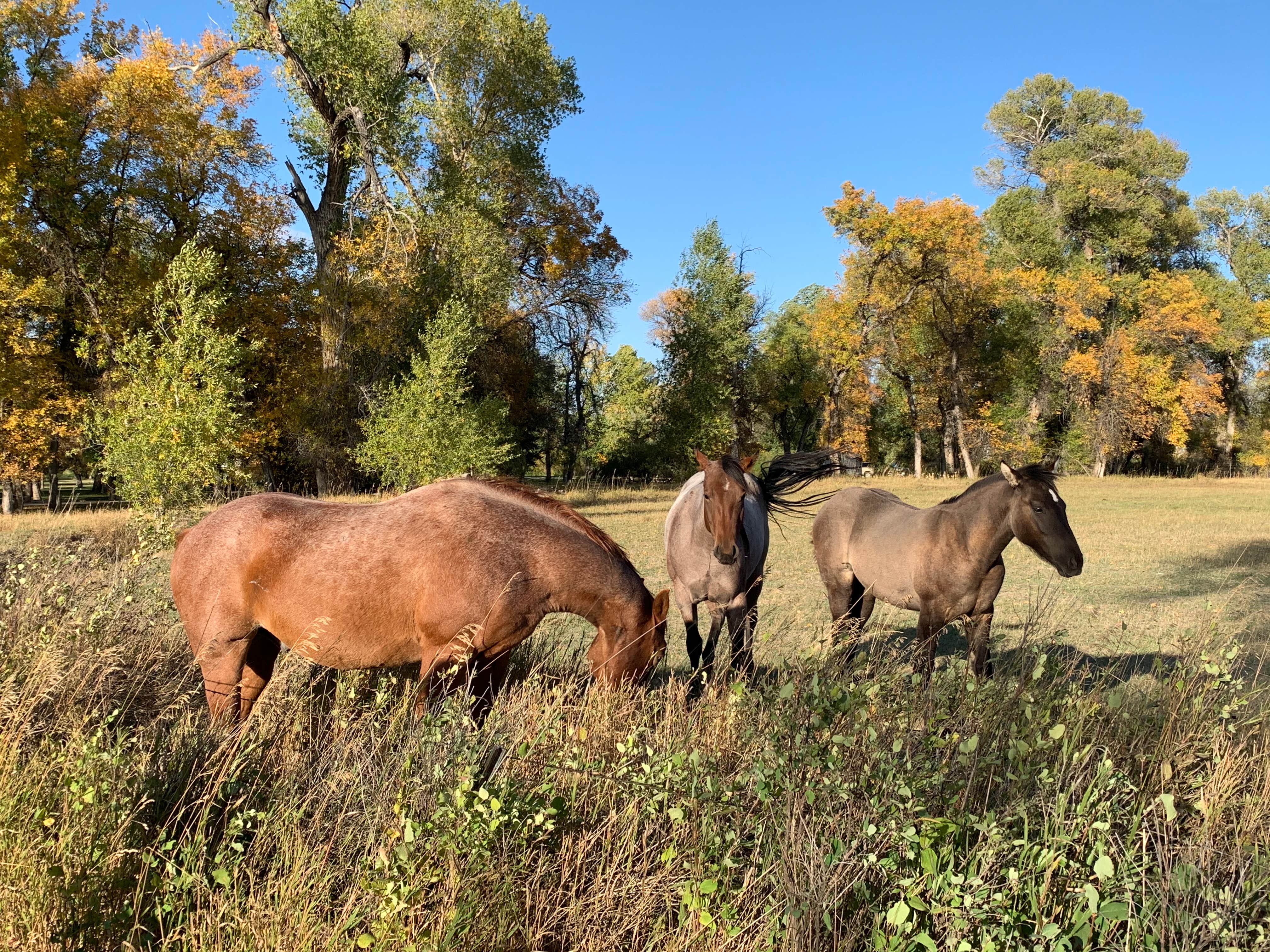 Camper-submitted photo at Connor Battlefield State Historic Site near Dayton, WY