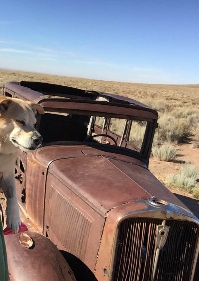 Michael's photo of camping with pets at Holbrook/Petrified Forest KOA near Winslow, AZ