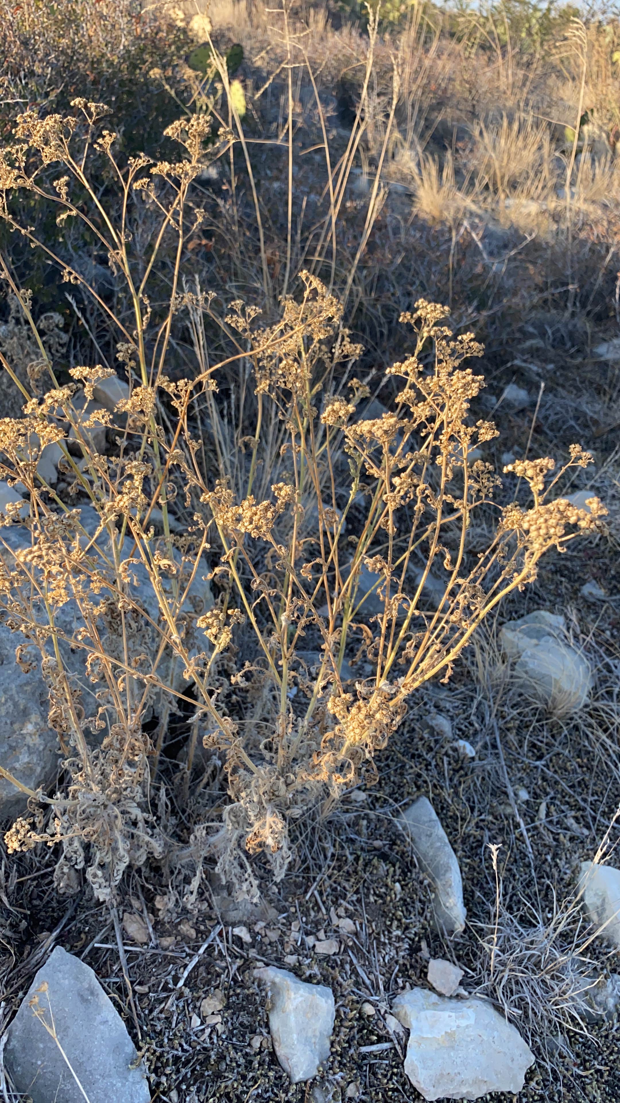 Camper-submitted photo at Seminole Canyon State Park Campground near Comstock, TX