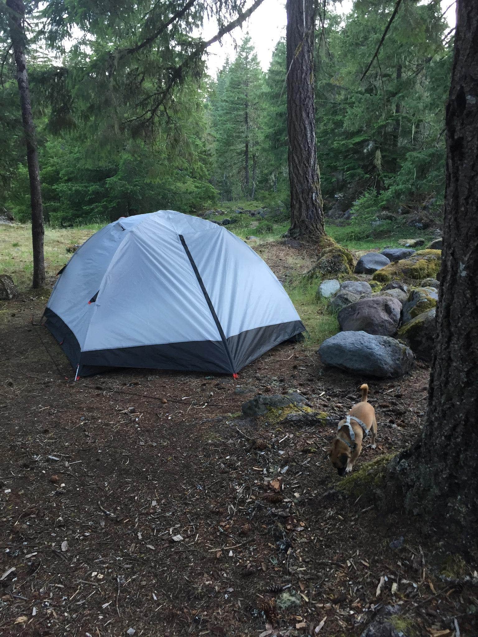 Ashley B.'s photo at Riley Horse Campground near Welches, OR