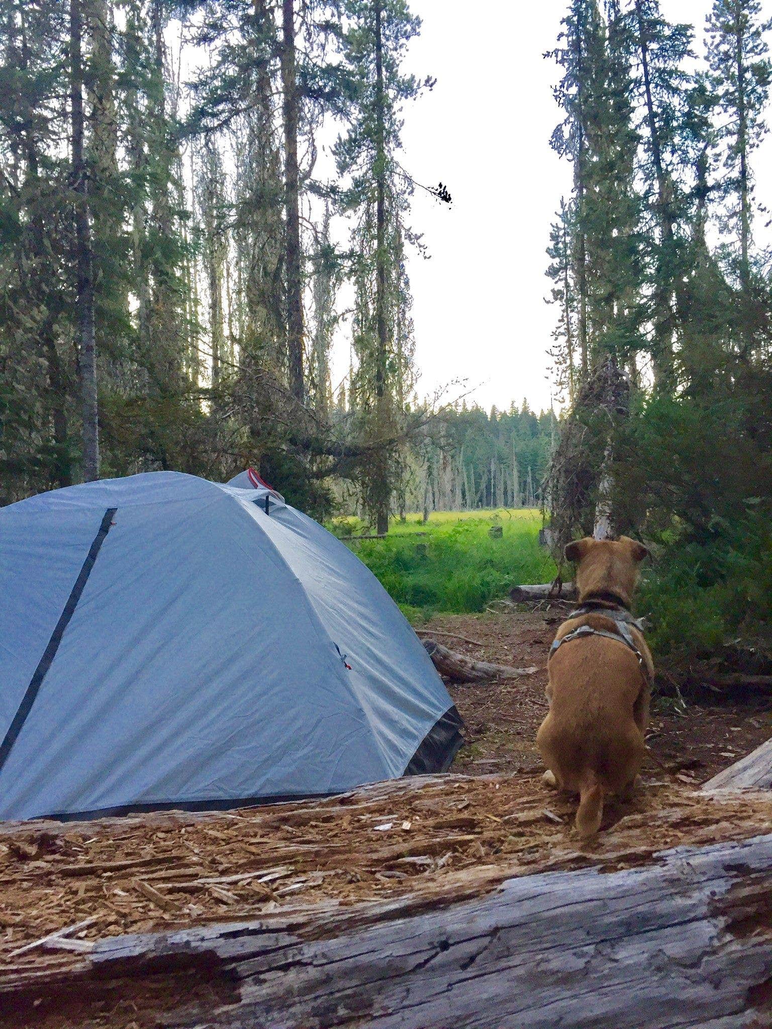 Camper submitted image from Clackamas Lake - 4
