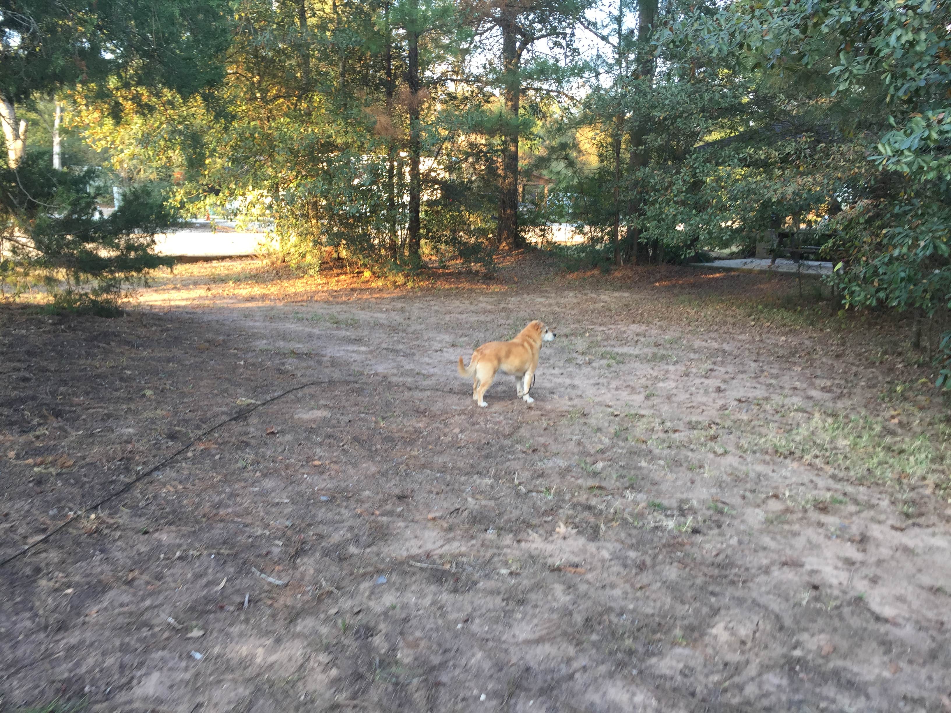 Camper-submitted photo at Magnolia Oaks RV Park near Hufsmith, TX