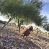 Review photo of Sonoran Desert RV Park by Michael , November 27, 2020