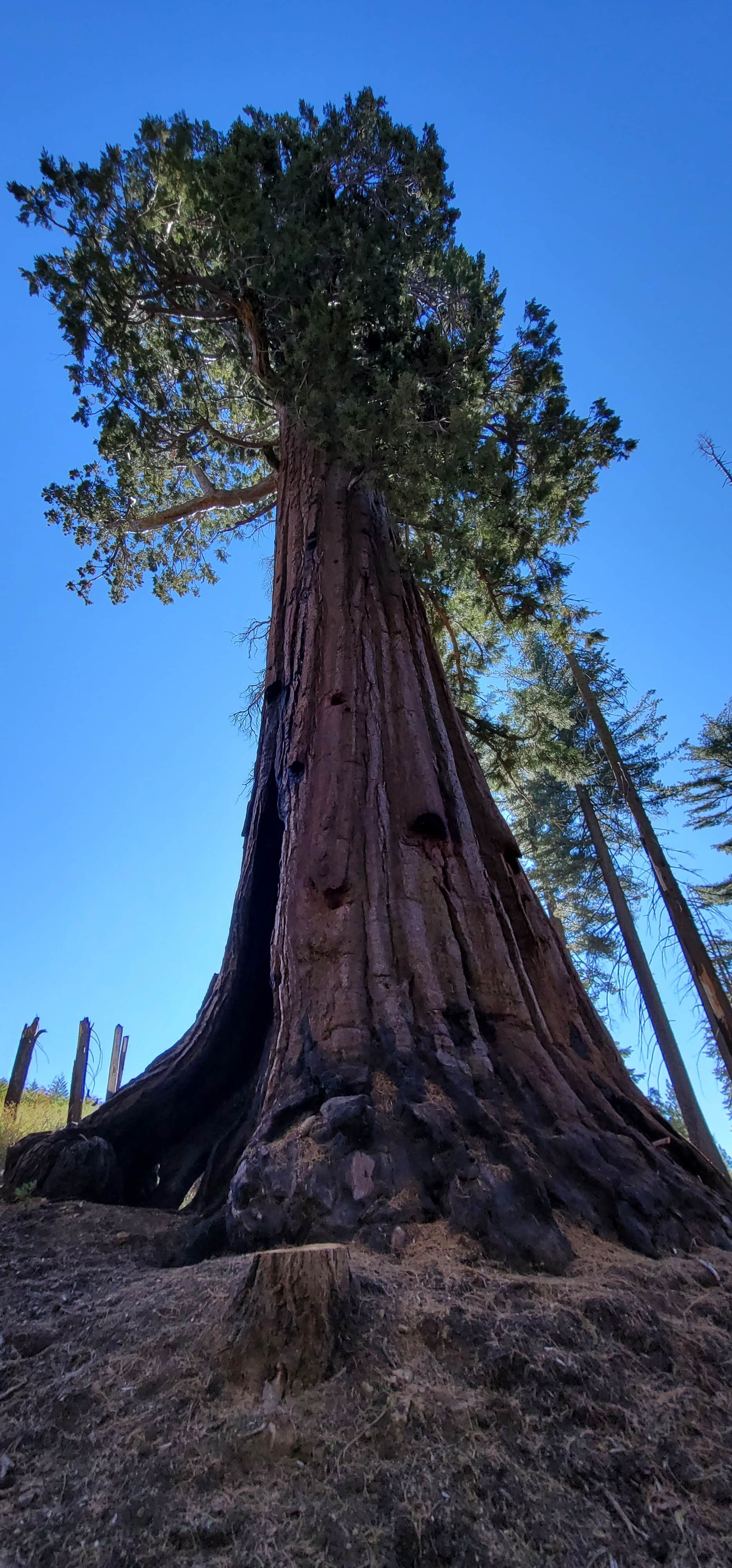 Camper submitted image from Sierra National Forest Summerdale Campground - 2