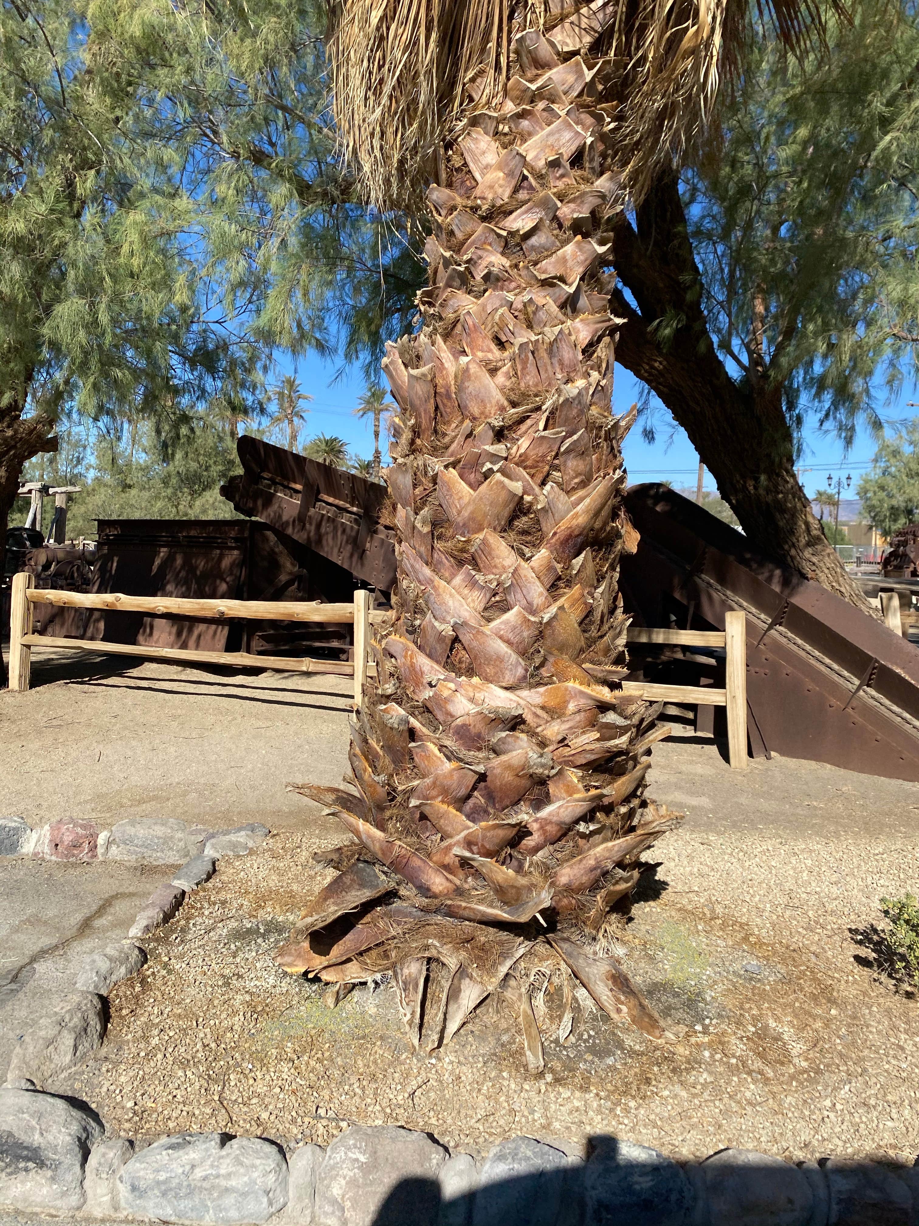 Camper submitted image from The Oasis at Death Valley Fiddlers' Campground - 1