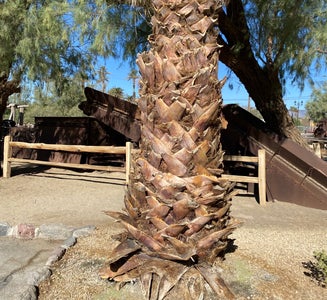 Camper-submitted photo from The Oasis at Death Valley Fiddlers' Campground