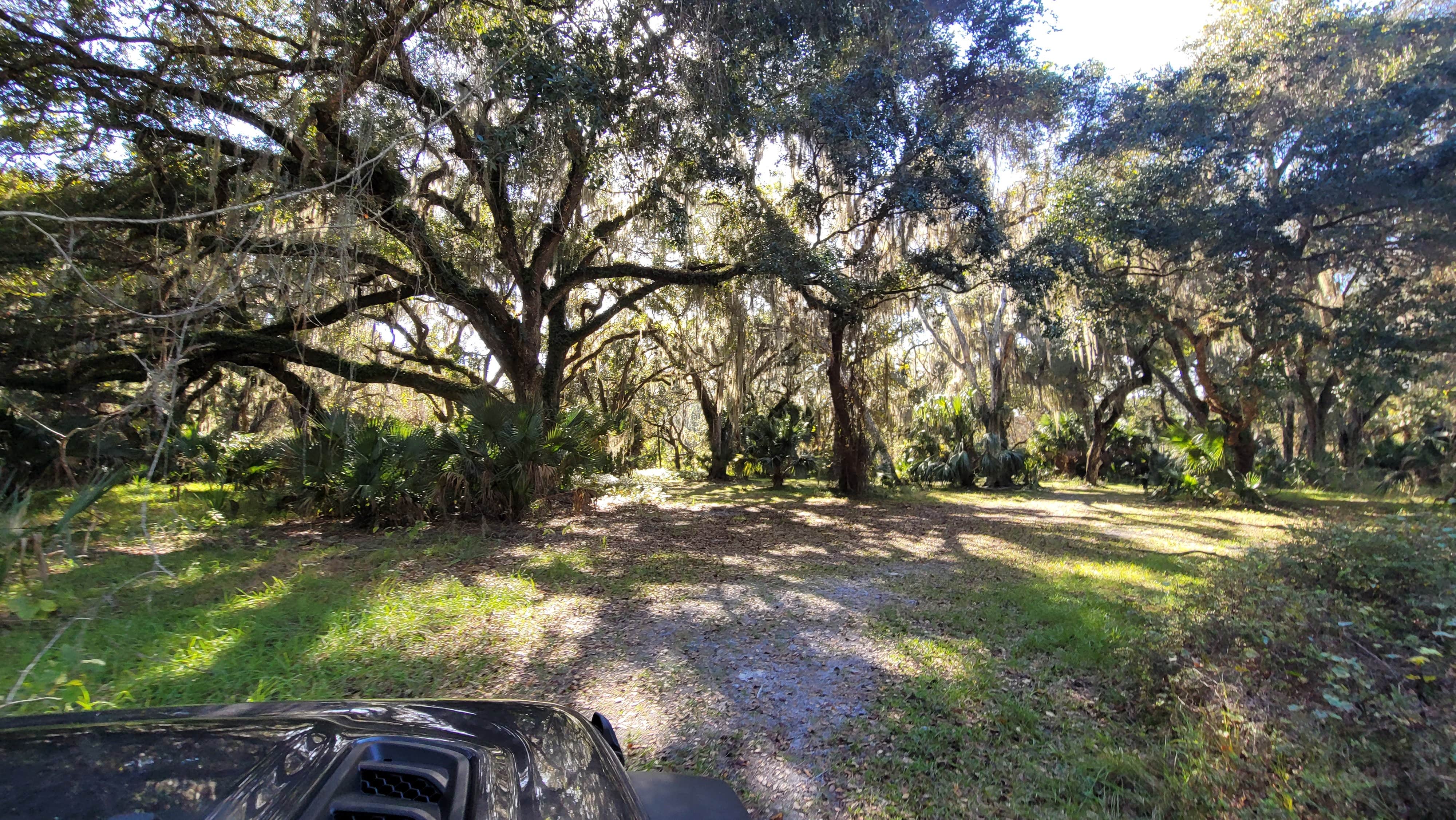 Camper-submitted photo at Lake George Conservation Area near Bunnell, FL