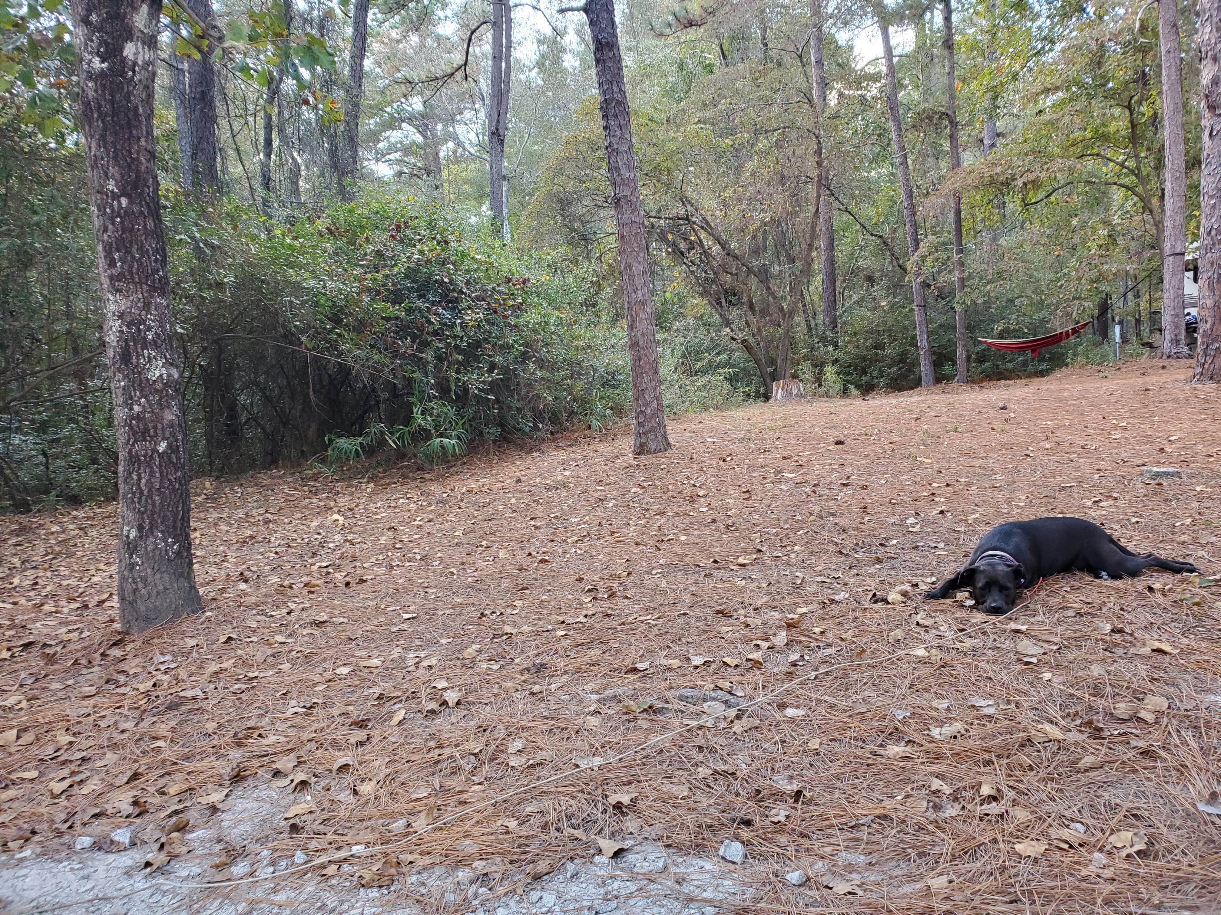 Anna's photo of camping with pets at Sesquicentennial State Park Campground near West Columbia, SC