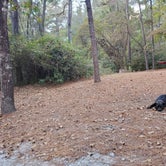 Review photo of Sesquicentennial State Park Campground by Anna , November 28, 2020