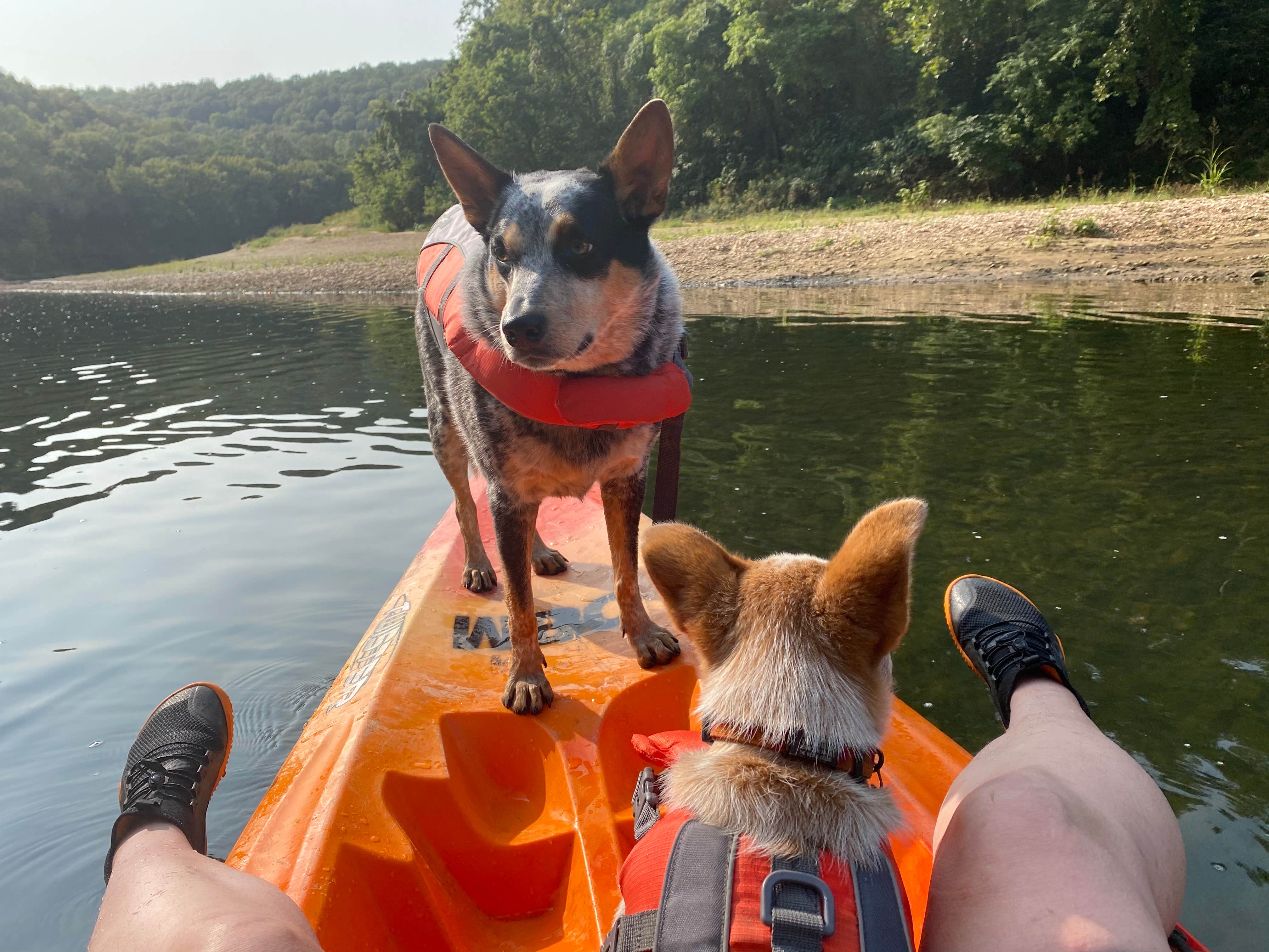 Shelly S.'s photo of camping with pets at Buffalo Point — Buffalo National River near St. Joe, AR